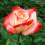 **flower**