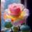 **flower**