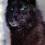 WOLF_black_red
