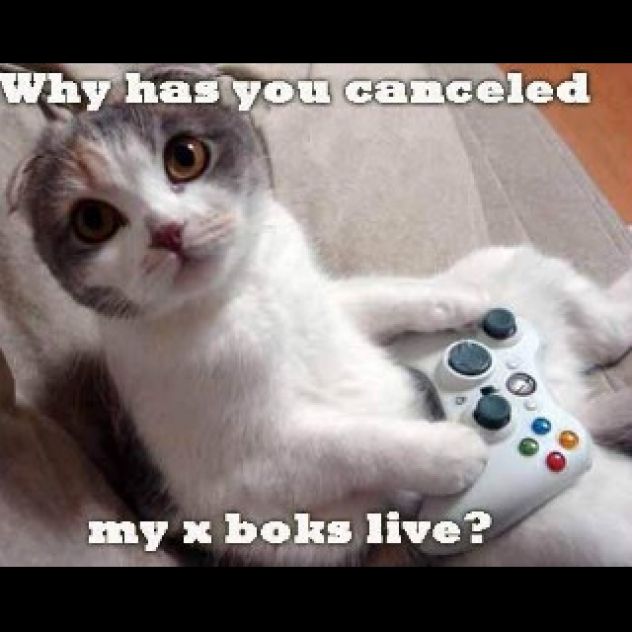 and a cat playing with playstation