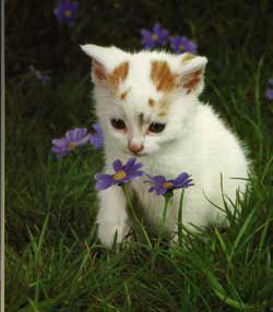 mala maca u cvijeću