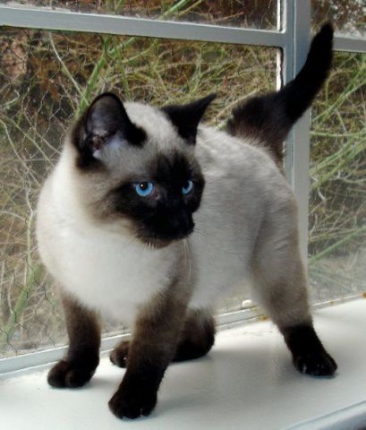sijamska mačka