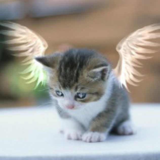 angel - kitty