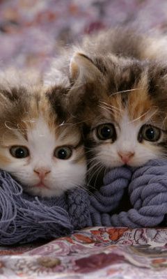 slatki mačići