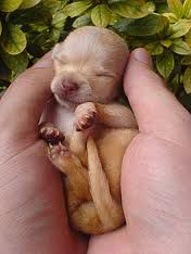 Cute chihuahua puppy :*