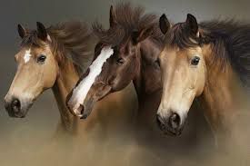 konji :D obožavam ih! Blago onima koji idu na jahanje