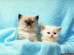 dvije slatke mace