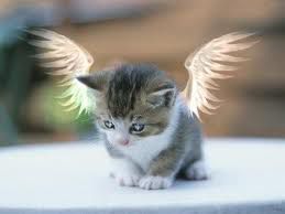 maca s krilima...tako slatko!!!