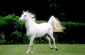 Lijepi konj kojeg ja želim dobiti!!!