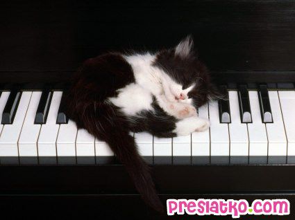 maca na klaviru