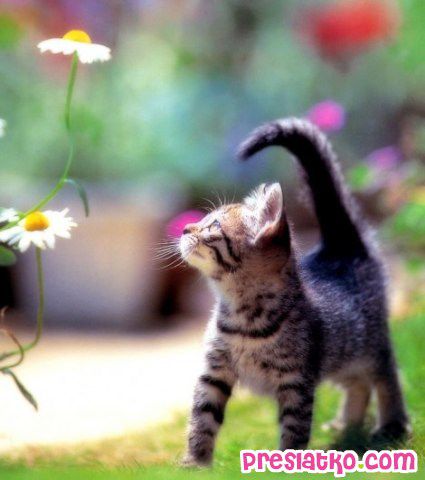 maca i cvet