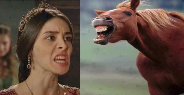 Mahidervan vs konj