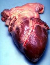 Pravo ljudsko srce