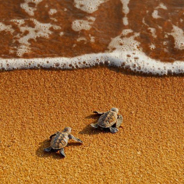 male kornjačice
