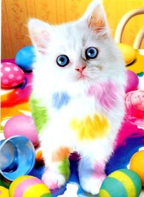 color cat