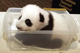 panda imenim panda
