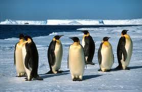 pingvini mali sigurno se smrzavaju