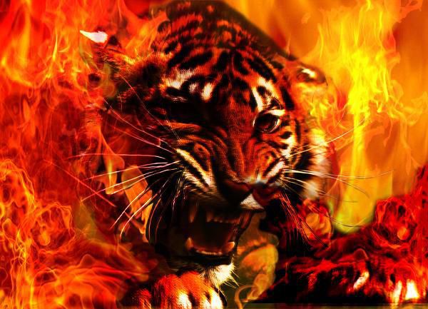 Orange Tiger on fire