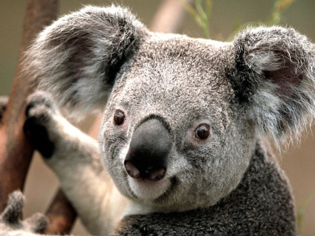 koala ja sliko