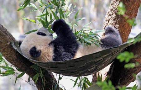 panda siesta