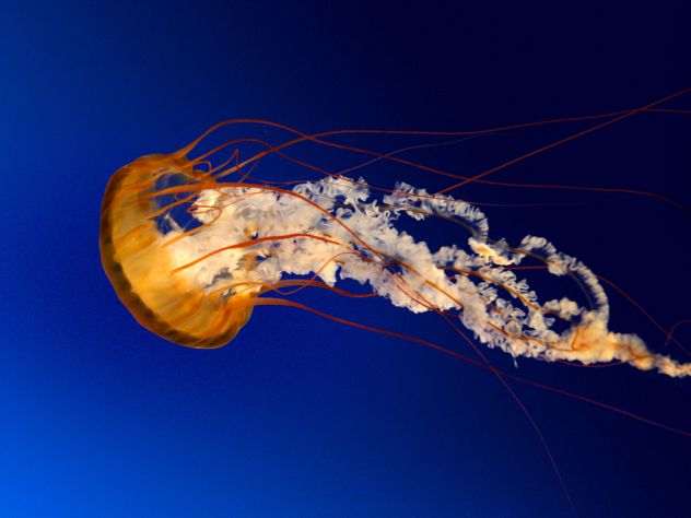 meduzaa