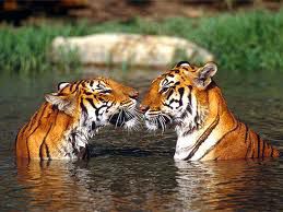 tigrovi