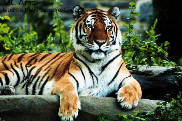 I love tigers