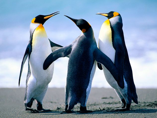 Pingvini previše slatki <3
