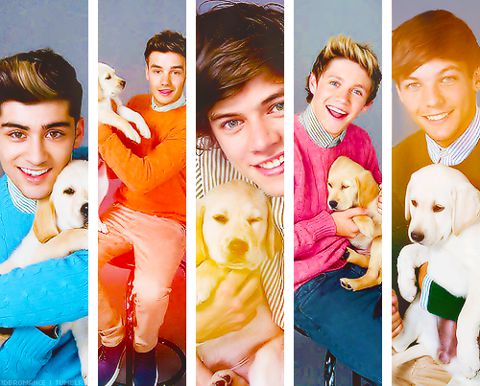 1D and dogs