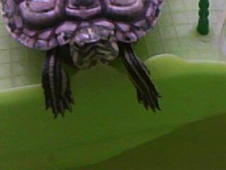 Moja kornjača Korni