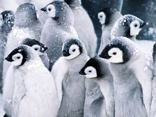 pingvini