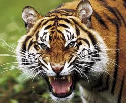 beautiful tiger
