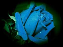 plava ruža