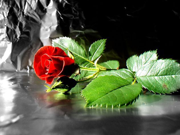 crvena ruža zar nije lijepa