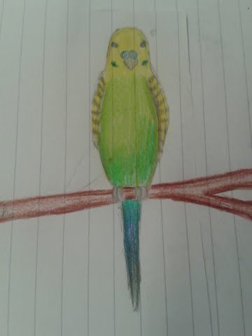 Nacrtala sam Kika (moju papigicu, možete ga vidjeti među sljedećim slikama)