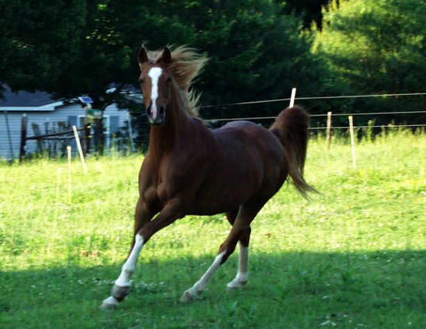 arapski konj