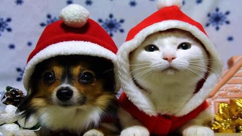 Santa claus puppy and kitty