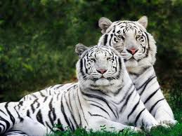 dva bijela tigra