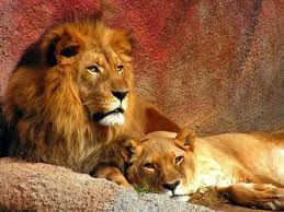 lavovi