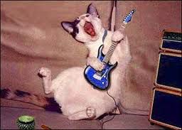 rock roll cat