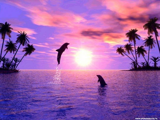 zaljubljeni delfini