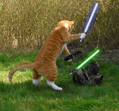 Cat Star Wars
