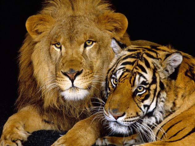 lion-and-tiger