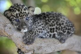 beba leopard
