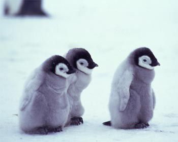 pingvini ♥