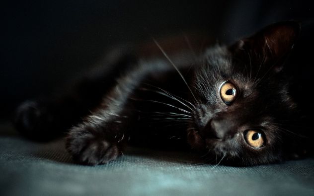 Pantera crna mačka