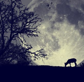 moonlight...
