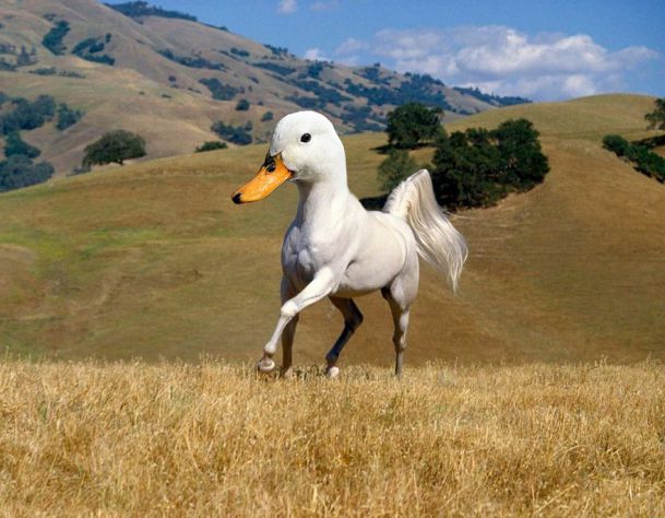 Duck-horse