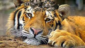 Tiger is the babysiter