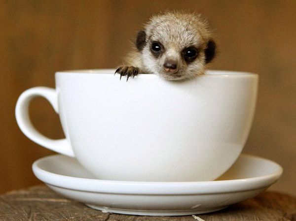 Meercat in the cup